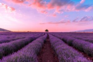 A lavanda, com seu perfume característico e flores de tonalidade lilás, é uma planta muito admirada e cultivada ao redor do mundo. 