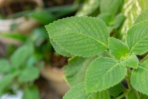 O Boldo (Peumus boldus), uma planta com uma longa história de uso medicinal, é amplamente reconhecido por suas folhas aromáticas.