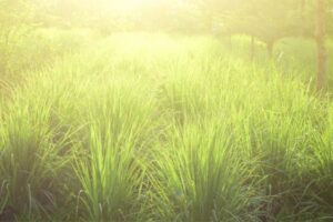 O Capim Cidreira, conhecido cientificamente como Cymbopogon citratus, é uma planta perene que tem encantado pessoas ao redor do mundo com seu aroma cítrico e propriedades calmantes. 