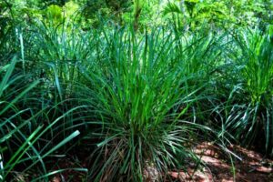 O Capim Cidreira apresenta folhas longas e finas, que exalam um aroma cítrico quando amassadas ou cortadas. 