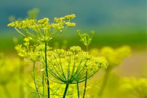 A Erva Doce, também conhecida como funcho, é uma planta perene com aroma adocicado e propriedades digestivas. 