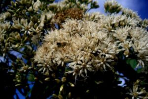 O Guaco é uma planta trepadeira, com folhas verdes e pequenas flores tubulares. 