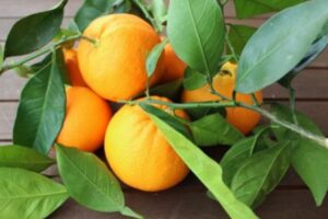 A laranja amarga (Citrus aurantium), também conhecida como laranja azeda ou laranja da terra, muitas vezes relegada ao segundo plano em comparação com sua irmã mais doce, é muito mais que uma fruta. 