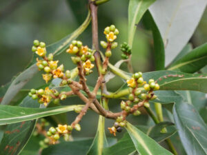 A planta Avicennia alba é uma espécie de mangue tropicalda família Acanthaceae . É encontrada crescendo em locais costeiros e estuarinos na Índia, Sudeste Asiático, Austrália e Oceania.Avicennia alba tem uma copa densa e baixa, que frequentemente se ramifica perto da base do tronco. O arbusto não pode atingir 20 metros (66 pés) de altura. As raízes emitem muitos pneumatóforos em forma de lápis e são superficiais. Essas raízes aéreas eliminam o sal do sistema vascular da planta e ajudam nas trocas gasosas. O tronco tem uma casca suave, preto-esverdeada e fissuras finas. As folhas verde-escuras crescem em pares opostos e têm 15 cm (6 pol.) de comprimento e 5 cm (2 pol.) de largura. A parte inferior é cinza prateada. As flores amarelo-alaranjadas nascidas em uma inflorescência racemosa têm quatro pétalas e um diâmetro expandido de aproximadamente 4 mm (0,16 pol.). Os frutos são cápsulas verde-acinzentadas de formato cônico com um bico alongado que mede até quatro centímetros de comprimento. Cada um tem uma semente diferente.