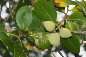 Classificação Ciêntifica Reino: Plantae Divisão: Magnoliophyta Classe: Magnoliopsida Ordem: Lamiales Família: Acanthaceae Subfamília: Avicennioideae Género: Avicennia