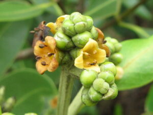 Avicennia, se enquadra como um gênero de família botânica da Acanthaceae. Essa consideração é baseada no Sistema APG II.