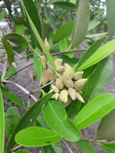 A planta Avicennia Germinans (L.) L., que também é chamada de Avicennia nitida Jacq. e Avicennia tomentosa Jacq., é uma árvore comum na flora de mangue. Ela também é chamado de sereíba, siriúba, siriúva, siribeira, saraíba e mangue-branco. Madeira dela é dura e de pequeno diâmetro, as flores do racemo são pequenas e os frutos são moles e achatados em formato de drupa.Ela se reproduz por viviparidade, como muitos outros tipos de mangue. Quando a plântula cai na água, um fruto, que envolve as sementes, revela a plântula germinada. Diferentemente de outras espécies de mangue, ele não se desenvolve em raízes de sustentação; em vez disso, seus pneumatóforos permitem que suas raízes respirem, mesmo quando estão submersas. É uma espécie resistente que expele sal absorvido principalmente por suas folhas coriáceas.