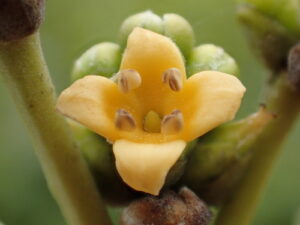 A planta Avicennia Marina, geralmente conhecida como mangue cinza ou mangue branco , é uma espécie de árvore de mangue classificada na família de plantas Acanthaceae (anteriormente nas Verbenaceae ou Avicenniaceae ). Tal como acontece com outros manguezais, ocorre nas zonas entremarés das áreas estuarinas.Os seus manguezais cinzentos podem atingir uma altura de 3 a 10 metros (9,8 a 32,8 pés) ou até 14 metros (46 pés) em áreas tropicais. Um arranjo retorcido de vários ramos é conhecido como traje. Casca suave, cinza clara com flocos finos, rígidos e quebradiços. O nome comum descreve a característica que pode ser desbloqueada. As folhas são grossas e medem 5 a 8 cm (2,0 a 3,1 pol.) de comprimento. A superfície superior é verde clara e brilhante, enquanto a superfície abaixo é branco-prateado ou cinza, com pêlos emaranhados muito pequenos. Possui raízes aéreas (pneumatóforos), como acontece com outras espécies de Avicennia; Estes crescem até um diâmetro de 1 centímetro (0,39 pol.) e uma altura de aproximadamente 20 centímetros (7,9 pol.). Uma planta pode absorver a oxigênio deficiente em seu habitat por causa disso. A planta também fica ancorada no substrato macio dos sistemas de maré durante uma inundação frequente da água do mar por essas raízes.