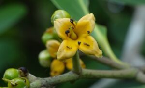 A planta Avicennia Officinalis é um arbusto ou pequena árvore; ramos jovens teretes, sulcados, revestidos de um denso e diminuto indumento branco ou branco-amarelado, posteriormente glabrescente; folhas oblongas, oblongo-lanceoladas ou elípticas, acuminadas, agudas ou obtusas, estreitadas na base em pecíolo curto, inteiras, coriáceas, grossas, verdes, glabras e com veias proeminentemente reticuladas acima, densamente revestidas por um diminuto indumento branco ou branco-amarelado abaixo, 2–3 pol. de comprimento, 9–13 lin. largo; pontas densas, globosas, terminais e axilares, apoiadas em pedúnculos curtos e agudos de 4 ângulos; brácteas e bractéolas amplamente ovais, tomentosas densamente prateadas ao longo da margem e no dorso ou glabrescentes, glabras acima, cerca de 1 1/4 lin. longo; tubo do cálice muito curto; lobos amplamente oblongos ou elípticos, arredondados no ápice, glabros por dentro, pubescentes no dorso e nas margens, cerca de 2 lin. longo; tubo corola 1/2–1 lin. longo; lóbulos 4, oblongos, amarelos, glabros por dentro, densamente e minuciosamente tomentosos por fora, exceto na ponta, 1 1/2–2 lin de comprimento; ovário profundamente sulcado, tomentoso. nulo