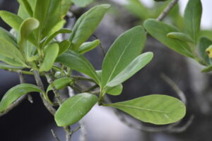 A planta Avicennia Schaueriana (conhecido no Brasil como mangue-preto, canoé ou siriúba) é uma espécie de mangue típica dos manguezais sul-americanos. Encontra-se também espalhada um pouco por todo o mundo.Os pneumáticos, estruturas de respiração do mangue-preto, são raízes que nascem em um sistema radicular e depois sobem para ajudar na respiração das árvores. Além disso, o mangue-preto tem estruturas especialmente conhecidas como "glândulas de sal". Eles excretam o sal que a planta absorve.