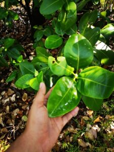 Nome: Arquivado como Avicennia Bicolor Standl. (família ACANTHACEAE)Localidade: Paredon, Tonala Chris País: México 