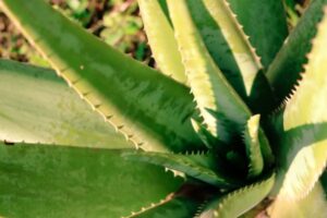 A Babosa, ou Aloe Vera, também conhecida como Aloe barbadensis Miller, é uma das plantas medicinais mais veneradas e utilizadas ao redor do mundo. 