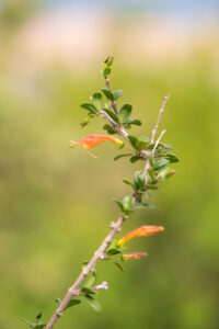 A platna Ballochia Amoena é uma espécie de planta com flor da família Acanthaceae. É endêmico da ilha de Socotra, no Iêmen. Os seus habitats naturais são florestas secas tropicais ou subtropicais e matagais secos tropicais ou subtropicais. 