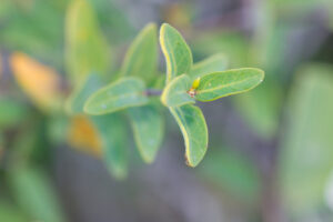 A platna Ballochia Atro-Virgata é uma espécie de planta da família Acanthaceae. É endêmico da ilha de Socotra no Iêmen. Os seus habitats naturais são florestas secas tropicais ou subtropicais, matagais secos tropicais ou subtropicais e pastagens de planície secas tropicais ou subtropicais.