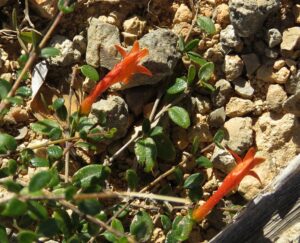 Ballochia, se enquadra como um gênero de família botânica da Acanthaceae. Essa consideração é baseada no Sistema APG II.