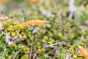 A planta Ballochia Rotundifolia é uma espécie de planta da família Acanthaceae. É endêmico de Socotra. Seu habitat natural são florestas secas tropicais ou subtropicais.