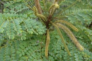 Conhecido popularmente como Barbatimão (Stryphnodendron adstringens), este arbusto nativo do Cerrado brasileiro se destaca não apenas pela sua beleza singular, mas principalmente pelas suas propriedades medicinais. 