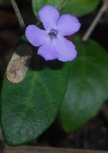 Barleriola, se enquadra como um gênero de família botânica da Acanthaceae. Essa consideração é baseada no Sistema APG II.