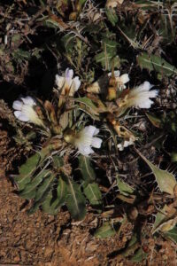 Classificação Ciêntifica Reino: Plantae Divisão: Magnoliophyta Classe: Magnoliopsida Ordem: Lamiales Família: Acanthaceae Subfamília: Acanthoideae Género: Blepharis