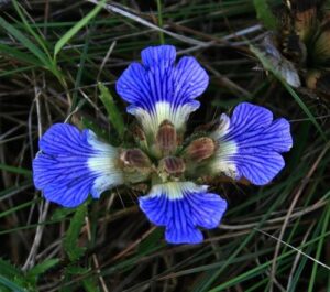 Blepharis, se enquadra como um gênero de família botânica da Acanthaceae. Essa consideração é baseada no Sistema APG II.