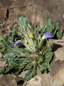 A planta Blepharis Mitrata é uma espécie de planta da família Acanthaceae . É encontrada em matagais secos tropicais ou subtropicais e áreas rochosas da Namíbia, como Khomas Honchland. Está ameaçado pela perda de habitat. Toda a planta é muito espinhosa.Os frutos, sementes e raízes de Blepharis mitrata são considerados úteis para hemorróidas, tosse, feridas e endurecimento da fontanela, embora sejam necessárias análises adicionais para determinar seu verdadeiro valor médico. Glabrescente, exceto a inflorescência; hastes de 2 a 6 pol.