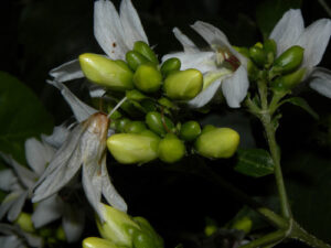 Bravaisia , se enquadra como um gênero de família botânica da Acanthaceae. Essa consideração é baseada no Sistema APG II.