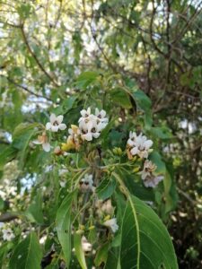 Nome: Tipo de Amasonia Integerrima Spreng. (família ACANTHACEAE)Localidade: Na América Meridional