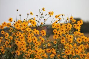 A Arnica Montana é uma planta herbácea perene, que pode alcançar de 20 a 60 cm de altura. 