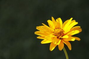 A Arnica Montana, é uma planta que tem capturado a admiração e o respeito de herbalistas, dos médicos e dos entusiastas da saúde natural ao longo dos séculos, se destaca no reino das plantas medicinais por suas notáveis propriedades anti inflamatórias e analgésicas. 