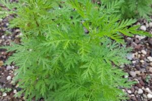 A Artemísia annua, conhecida popularmente como "losna annual" ou "absinto doce", pertence à família Asteraceae, a mesma das margaridas e crisântemos. 