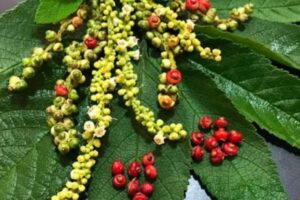 A Erva Baleeira (Cordia verbenacea / Varronia curassavica), uma planta que se destaca no vasto universo da fitoterapia brasileira.