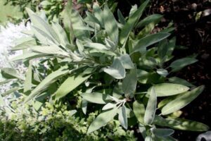 A Salvia officinalis é uma planta herbácea perene que pode alcançar até 60 cm de altura. 