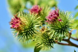 No vasto reino das plantas medicinais, a bardana ocupa um lugar de destaque, conhecida tanto por suas propriedades terapêuticas quanto por sua presença marcante na natureza e na história humana. 