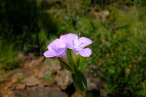 Classificação Ciêntifica Reino: Plantae Divisão: Magnoliophyta Classe: Magnoliopsida Ordem: Lamiales Família: Acanthaceae Subfamília: Acanthoideae Género: Barleria