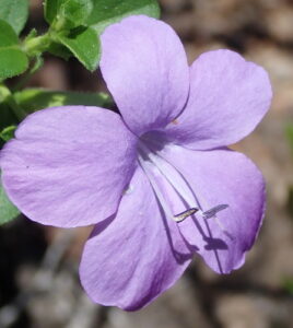 Barleria, se enquadra como um gênero de família botânica da Acanthaceae. Essa consideração é baseada no Sistema APG II.