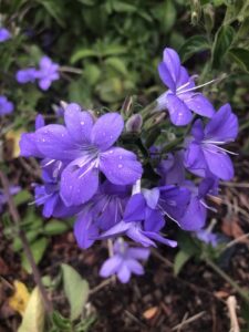 A planta Barleria Obtusa é peludo; plantas de tamanho muito variável, às vezes com apenas 20 centímetros de altura, muito ramificadas, densas, sem entrenó de até 1/3 de polegada de comprimento e sem folhas de até 3/4 de polegada de comprimento, outras vezes com galhos de 20 pol. de comprimento, entrenós com 3 pol. de comprimento e folhas com 2 pol. de comprimento; ocorrem várias formas intermediárias; folhas ovais ou elípticas; pecíolos de 0 a 1/4 pol. de comprimento; flores com 4–1, 1/8– 2/3 pol. de distância, em cimeiras axilares soltas (geralmente monopodiais); bractéolas lineares com 1/6–1/3 pol. de comprimento, frequentemente recurvadas; sépala postica 1/2– 1/3 por 1/8– 1/6 pol., estreitamente oblonga, obtusa, inteira, geralmente mais larga na metade superior, peluda; corola de 1–1 1/4 pol. de comprimento total, azul; cápsula de 2/3 a 3/4 pol. de comprimento, elipsóide, comprimida, de cor castanha brilhante, com 4 sementes. nulo