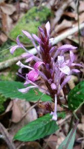 Brachystephanus, se enquadra como um gênero de família botânica da Acanthaceae. Essa consideração é baseada no Sistema APG II.