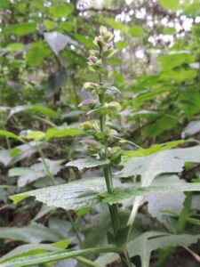 A planta Brillantaisia Cicatricosa é uma espécie de planta com flor pertencente à família Acanthaceae.A autoridade científica da espécie é Lindau, tendo sido publicada em Botanische Jahrbucher fur Systematik, Pflanzengeschichte und Pflanzengeographie 20: 4. 1895. Trata-se de uma espécie presente no território moçambicano, nomeadamente em Zambézia, Manica e Sofala (regiões como estão definidas na obra Flora Zambesiaca). Em termos de naturalidade trata-se de uma espécie nativa. Brillantaisia Cicatricosa Erva arbustiva perene ou arbusto grosso, muitas vezes fortemente aromático, com até 5 m de altura, ereto (raramente escandente); hastes glabras a densamente puberulosas (raramente aveludadas). Folhas às vezes com coloração arroxeada; pecíolo de até 17 cm de comprimento, parte superior frequentemente subséssil; lâmina oval a cordiforme ou amplamente, maior 14–43≈11–32 cm, ápice estendido em uma ponta acuminada a cuspidada, base cuneada a cordada, margem grosseira e irregularmente dentada com dentes maiores e menores, os dentes maiores até 2 cm de comprimento e frequentemente dentado novamente, glabro a densamente puberuloso ao longo das veias, glabro ou subglabro na lâmina. Panícula ± contraída a bastante aberta, arroxeada, 10–40 cm de comprimento, puberulosa a pubescente, sem glândulas capitadas; brácteas primárias verdes ou roxas, ovais-elípticas ou largas, do tamanho da folha até 6≈3 mm próximo ao ápice, inteiras ou dentadas inferiores, puberulosas ou esparsas ao longo das veias, sem glândulas; brácteas secundárias elípticas, 2–20≈1–7 mm; pedicelos com 1–9(–12) mm de comprimento, puberulosos.