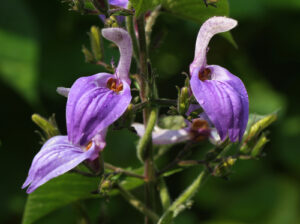  Brillantaisia, se enquadra como um gênero de família botânica da Acanthaceae. Essa consideração é baseada no Sistema APG II.