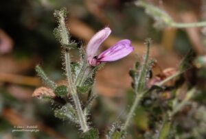 A planta Brillantaisia Pubescens é uma erva anual (às vezes perene de vida curta) aromática viscosa muito ramificada; caules eretos, arrastados ou embaralhados, até 1 m de altura, puberulentos e com pêlos pilosos brancos brilhantes, geralmente densos e finos de até 4 mm de comprimento, com glândulas capitadas dispersas. Folhas com pecíolo de até 7 cm de comprimento; lâmina amplamente ovalada-cordiforme, maior 8–21(–30)≈3,5–14 cm, ápice subagudo a subacuminado com ponta obtusa, base truncada a cuneada, margem inteira a levemente crenada, abaixo puberulosa com pêlos longos e finos e com largos dispersos cabelos, acima subglabros. Panícula aberta, 10–40 cm de comprimento; indumento como hastes, mas com glândulas capitadas mais densas; brácteas primárias elípticas ou amplamente, do tamanho da folha até 5≈4 mm próximo ao ápice, indumento como folhas ou mais denso e com glândulas capitadas; brácteas secundárias elípticas a orbiculares, 2–10≈2–6 mm; pedicelos com 0,5–1 mm de comprimento, puberulosos e com glândulas capitadas.