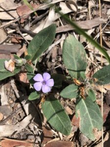 A planta Brunoniella Australis, a trombeta azul ou inhame azul, é uma planta nativa da Austrália. Planta herbácea muito difundida, encontrada em áreas úmidas de bosques e florestas de eucalipto, especialmente em terrenos inclinados. É uma planta pequena entre 2–30 cm (0,8–10 pol.) de altura