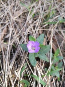 Brunoniella, se enquadra como um gênero de família botânica da Acanthaceae. Essa consideração é baseada no Sistema APG II.