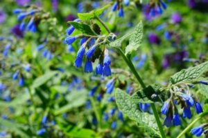 O Confrei (Symphytum officinale) tem sido utilizado há séculos em várias culturas por suas propriedades medicinais, mas é importante destacar que, apesar dos inúmeros benefícios do Confrei para a saúde, esta planta não deve ser consumida de forma interna (ingerida) devido à sua toxicidade.