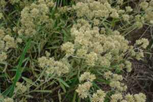 A Macela, Achyrocline satureioides, apresenta um porte herbáceo e perene, com uma altura que pode variar de 30 cm a até 1 metro, dependendo das condições ambientais em que se encontra. 