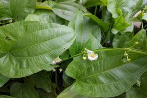 O Chapéu de Couro, Echinodorus grandiflorus, é uma planta perene, aquática ou palustre, que pode atingir até 1 metro de altura em seu habitat natural. 