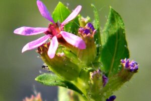 A Sete Sangrias, Cuphea carthagenensis (sinônimo de Cuphea balsamona), é uma planta que se destaca no estudo da botânica por suas propriedades medicinais e sua estrutura única. 