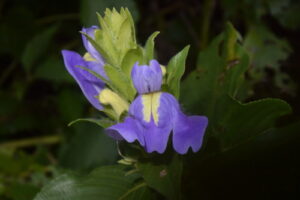 Calacanthus, se enquadra como um gênero de família botânica da Acanthaceae. Essa consideração é baseada no Sistema APG II.