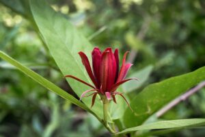 Calycacanthus, é um gênero de plantas com flores da família Calycanthaceae. 