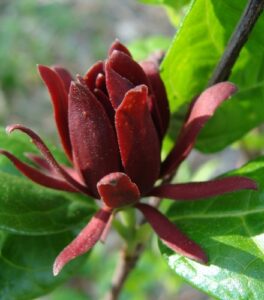 A planta Calycanthus Floridus tem arbustos, até 3,5 m. Botão lateral parcialmente oculto pela base do pecíolo. Pecíolo 3-10 mm, pubescente a glabro. Lâmina foliar elíptica, amplamente elíptica, oblonga ou oval, 5-15 × 2-6 cm, base aguda a truncada, ápice agudo, acuminado ou rombudo; superfícies abaxialmente verdes ou glaucas, pubescentes a glabras. Flores: hipanto cilíndrico, elipsóide, piriforme ou globoso na maturidade, 2-6 × 1-3 cm; tépalas oblongo-elípticas a obovado-lanceoladas, 2-4 cm × 3-8 mm, ápice agudo; estames 10-20, oblongos. 2n = 22, 33.