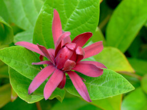 A planta Calycanthus Occidentalis tem arbustos, de até 4 m. Botão lateral exposto. Pecíolo 5-10 mm, pubescente a glabro. Lâmina foliar oval-lanceolada a oblongo-lanceolada ou oval-elíptica, 5-15 × 2-8 cm, base arredondada a quase cordada, ápice agudo a obtuso; superfícies abaxialmente verdes, pubescentes a glabras. Flores: hipanto campanulado ou ovóide-campanulado na maturidade, 2-4 × 1-2 cm; tépalas lineares a linear-espatuladas ou ovais-elípticas, 2-6 × 0,5-1 cm, ápice arredondado; estames 10-15, lineares a oblongo-lineares. 2n = 22.